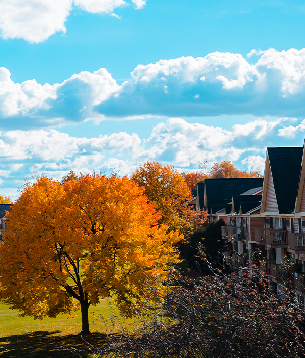 Photo of a Maple Tree in Westland, Michigan